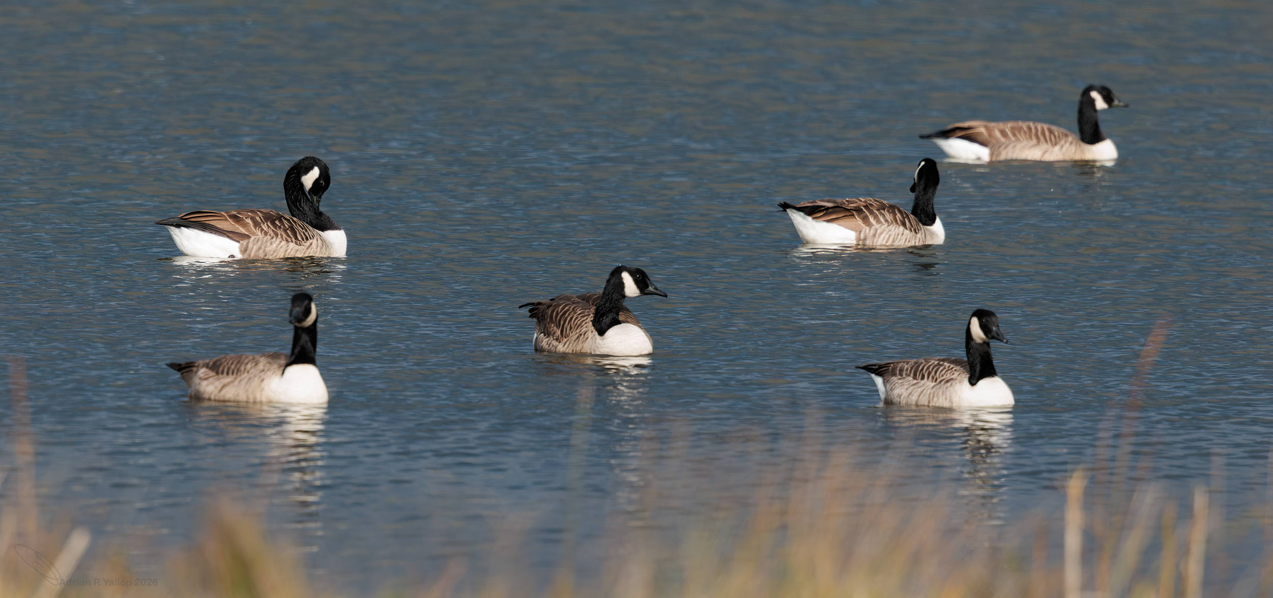 Canada goose